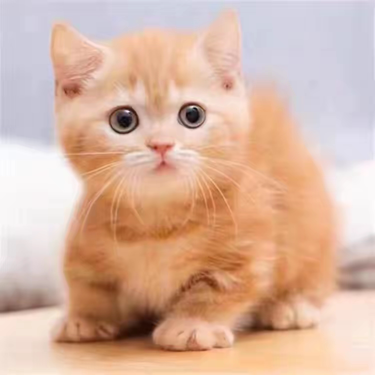 橘猫幼崽中华田园猫狸花猫活体纯黑猫白猫奶牛猫三花小可爱捕鼠猫