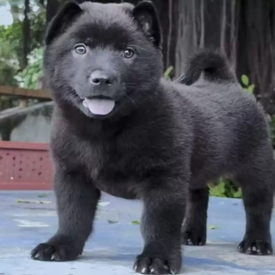 五黑犬幼犬田园狗狗赶山中华狩猎广西猎犬看家黑狗护院虎头骨架