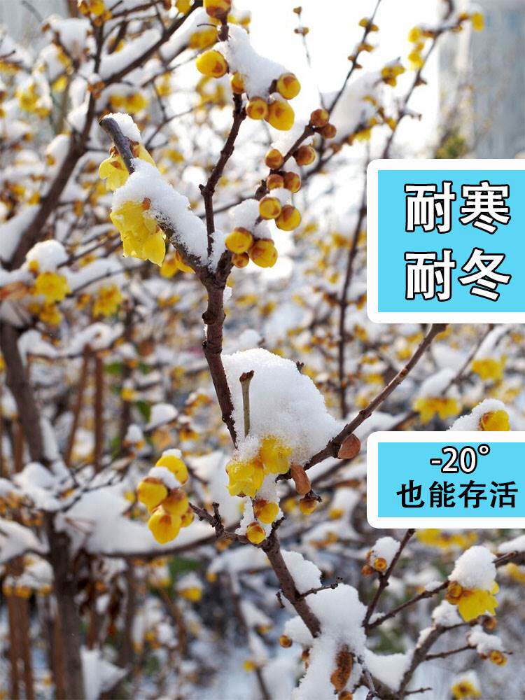 原生丛生腊梅花树苗室外庭院地栽浓香型阳台盆栽花卉围墙绿化苗木