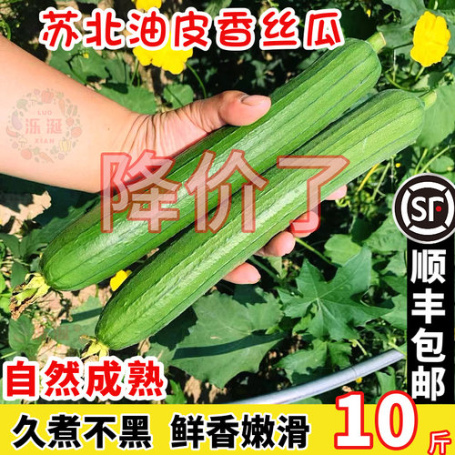 丝瓜台湾香丝瓜顺丰包邮