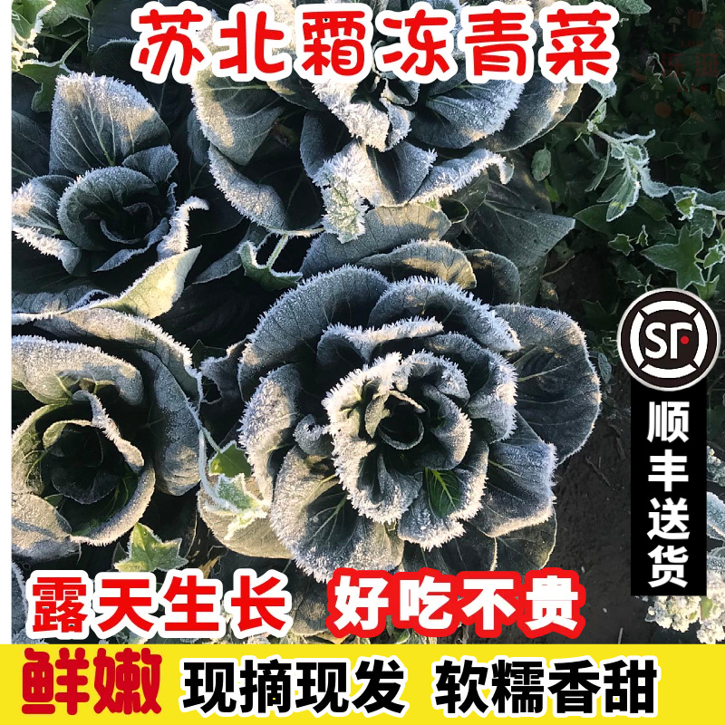 霜冻青菜白菜矮脚苏州青顺丰包邮