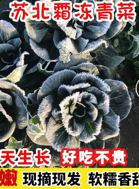 顺丰包邮苏北露天霜冻青菜苏州青黑菜菜油菜太湖菜当天现挖5斤装