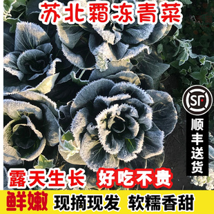 苏北露天霜冻青菜苏州青黑菜菜油菜太湖菜当天现挖5斤装 顺丰 包邮