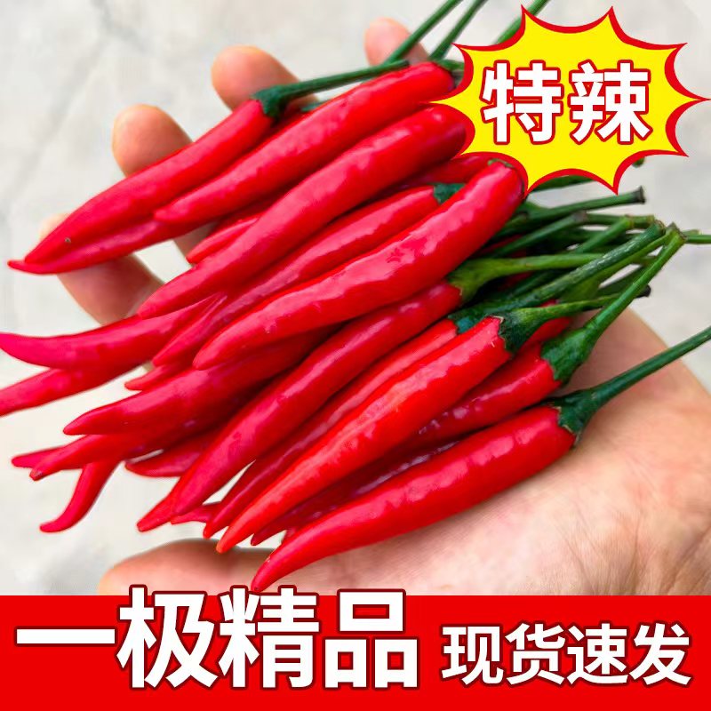 小米辣特香特辣现摘现发