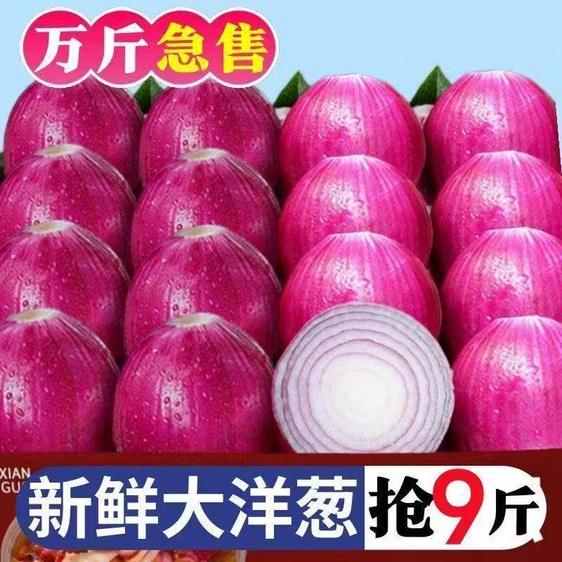 紫皮洋葱甜味生吃新鲜紫皮洋葱洋葱头小圆葱毛葱红洋葱大洋葱现摘