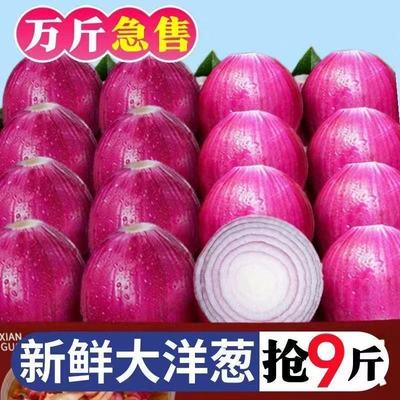 紫皮洋葱甜味生吃新鲜紫皮洋葱洋葱头小圆葱毛葱红洋葱大洋葱现摘