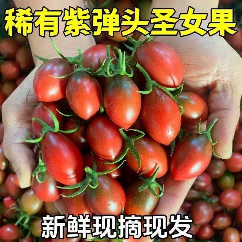 【现货】新鲜紫弹头小番茄应季孕妇水果圣女果盐碱西红柿