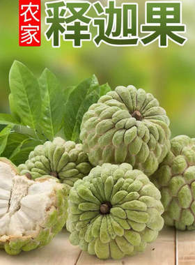 释迦果新鲜水果番荔枝现摘大目凤梨牛奶佛头果林檎摩尼果当季水果