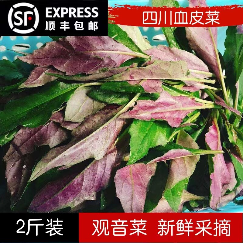 【顺丰包邮】四川新鲜血皮菜新鲜紫观音菜新鲜紫皮菜蔬菜新鲜当季
