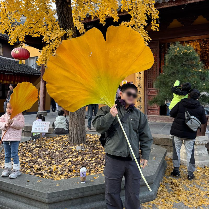 仿真银杏叶纸艺大型叶子拍摄拍照道具秋季装饰布置橱窗公园布景