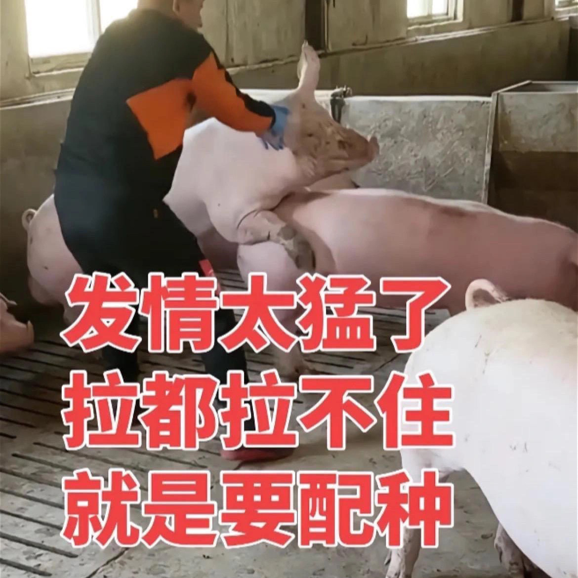 母猪排卵粉发情配种天蓬乐牧益母草牛羊配种牛羊诱情促排卵多卵