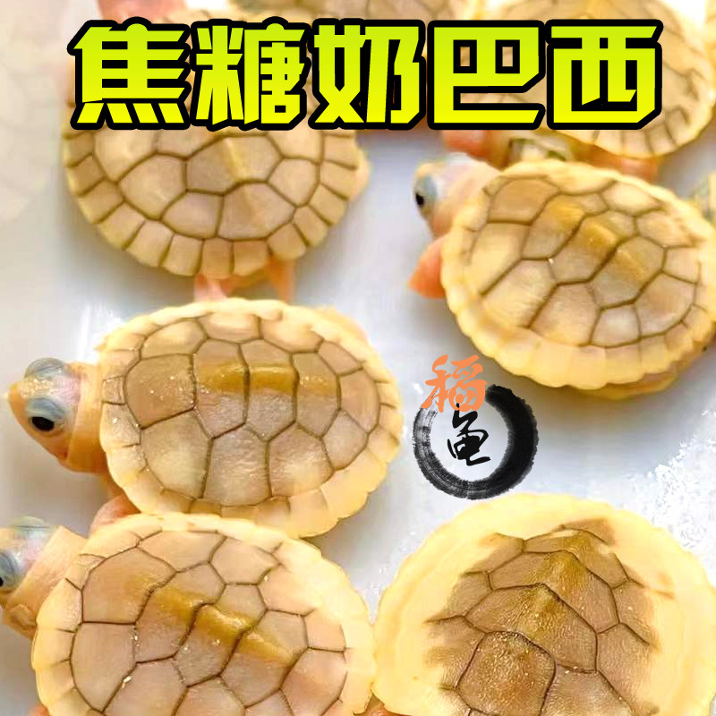 黑白糖果焦糖果冻巴西龟变异乌龟白化苗小乌观赏宠物深水黑悖论闪