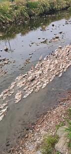 千岛湖正宗溪水鸭农村放养约2/3斤左右顺丰速运