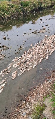 千岛湖正宗溪水鸭农村放养约2/3斤左右顺丰速运