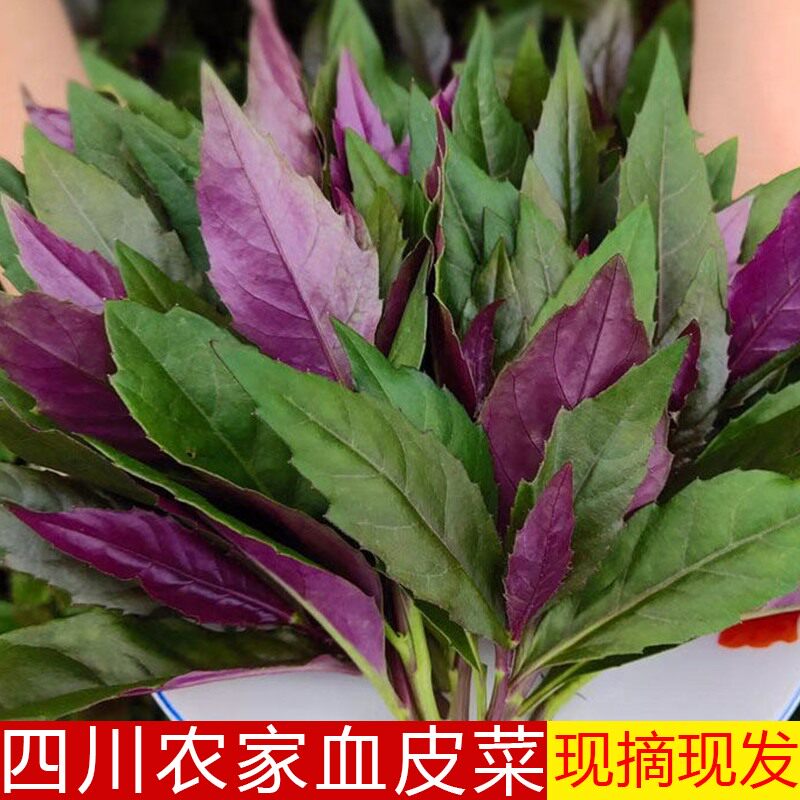 四川血皮菜紫背菜新鲜蔬菜红背菜现摘现发农家自种红凤菜观音菜