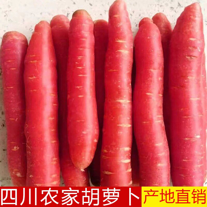 四川农家胡萝卜沙地萝卜