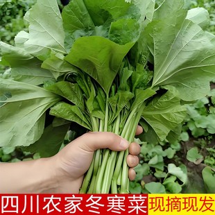 四川乐山冬寒菜冬笕菜农家自种新鲜蔬菜现摘现发马蹄菜东汉菜叶