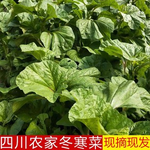 四川冬寒菜冬笕菜农家自种新鲜蔬菜现摘现发马蹄菜东汉菜叶野菜