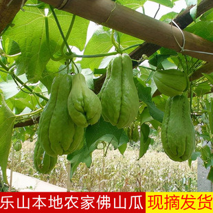 四川乐山新鲜佛手瓜菜瓜农家种植现摘现发应季蔬菜洋瓜寿瓜棚瓜