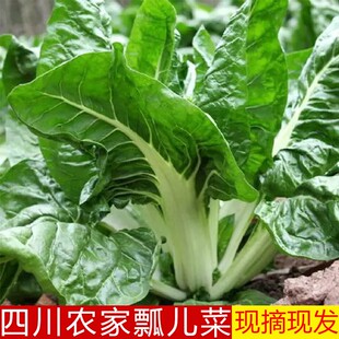 四川瓢儿菜牛皮菜农家自种新鲜蔬菜厚皮菜青菜白梗大叶莙荙菜甜菜
