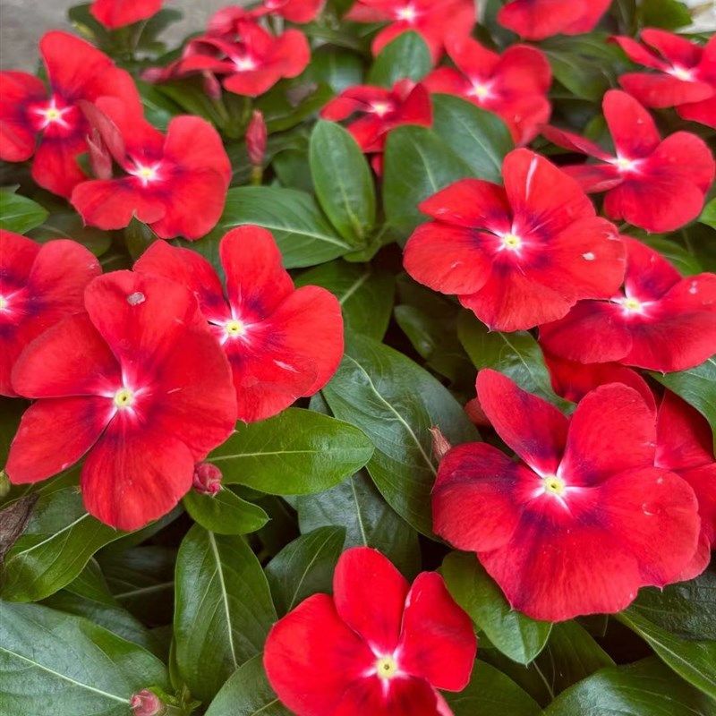 长春花盆栽天天开带花苞观花植物五叶梅庭院客厅盆栽花卉四季开花