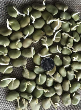 高产绿宝宝蚕豆种子春秋冬种植大蚕豆种子早熟耐寒农家胡豆种子
