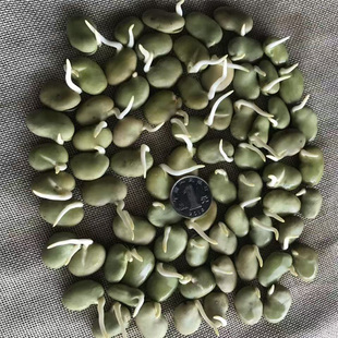高产绿宝宝蚕豆种子春秋冬种植大蚕豆种子早熟耐寒农家胡豆种子