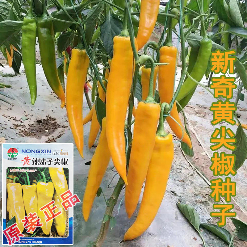 【黄辣妹子尖椒种子】超辣高产抗家庭园艺种子