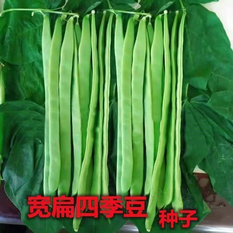 宽扁四季豆种子无筋宽扁厚肉四季白芸豆种子高产早熟春秋蔬菜种子