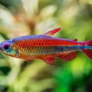 小众高货黄金二线刚果灯鱼,稀有灯鱼非洲进口稀有灯鱼草缸群游鱼