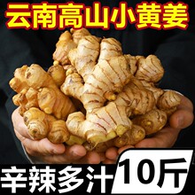 云南小黄姜10斤新鲜农家自种生姜仔姜嫩姜老姜汁月子姜沙姜包邮