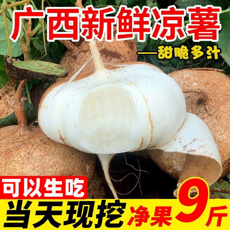 云南凉薯10斤新鲜当季蔬菜白地瓜沙葛现挖土番薯地萝卜白心红薯5