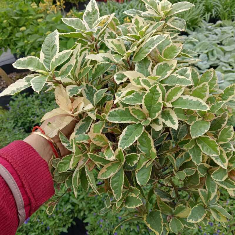 成品盆栽花叶紫金牛多年生木本植物耐热耐寒庭院阳台花园花镜植物