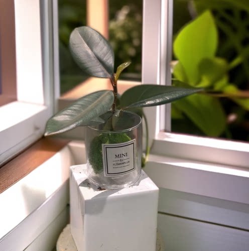 佰花印橡皮树桌面绿植净化空气