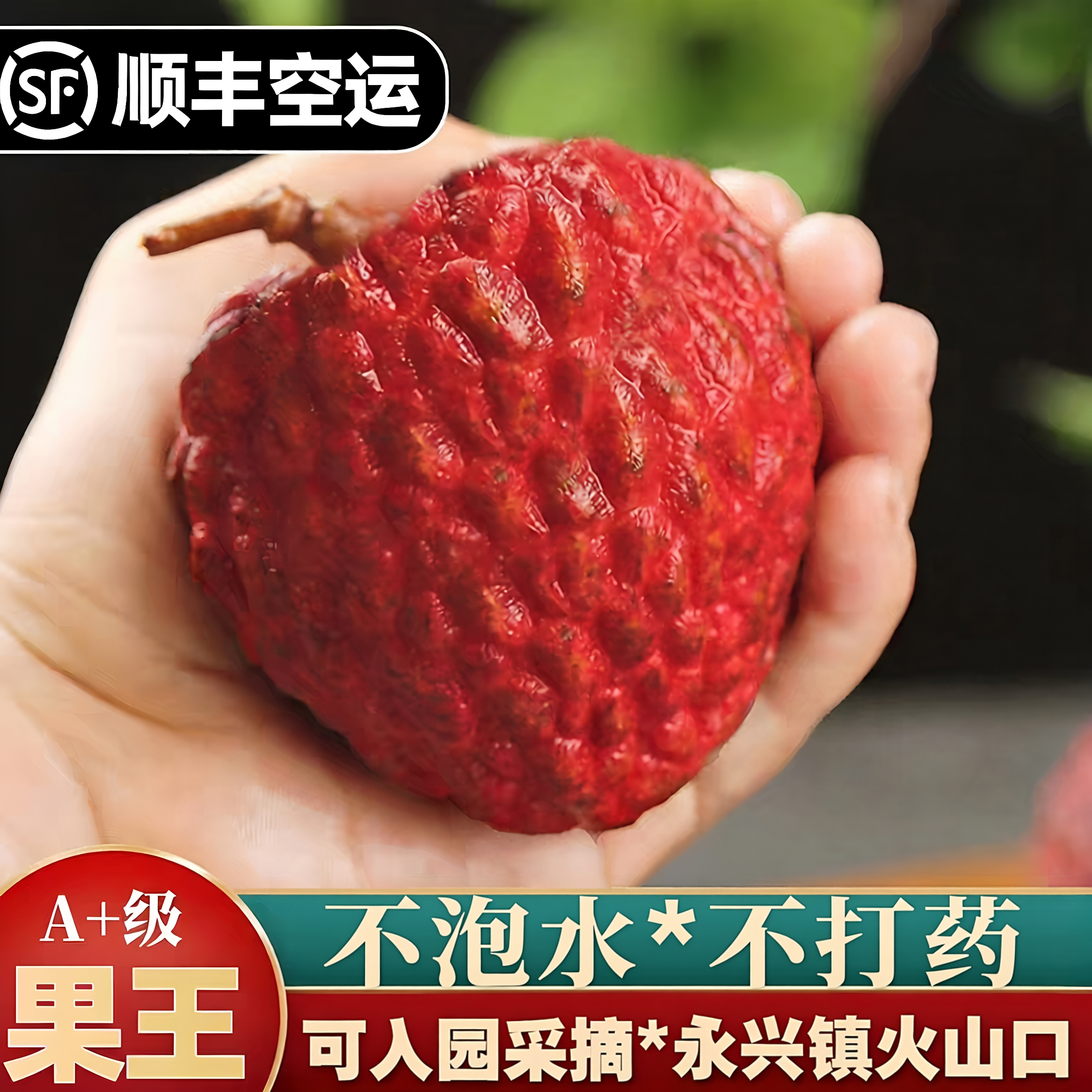 海南永兴火山荔枝王现摘现发新鲜大荔枝顺丰端午礼盒装火山岩超大