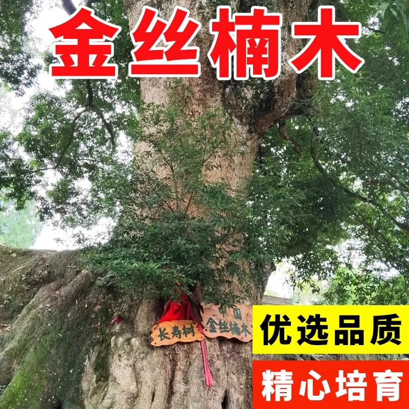 金丝楠木种子黄花梨树种花色仙