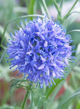 蓝色介代花籽球吉利顶针花种子孑可切花庭院花坛阳台花镜盆栽春播