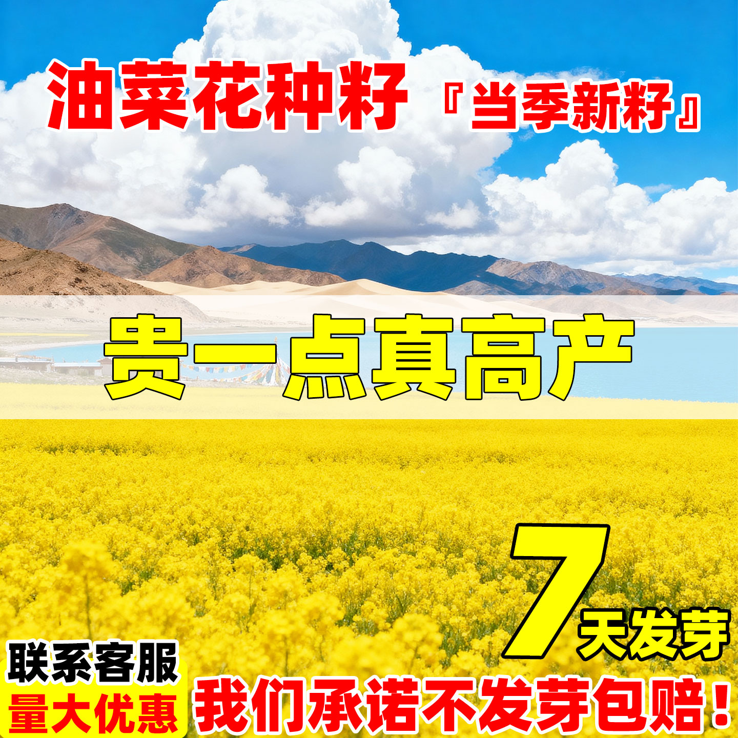 油菜种籽杂交高产油菜种子景观花海观赏油菜花榨油食用油菜花籽种