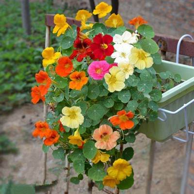 旱金莲种子开花盆栽苗好养