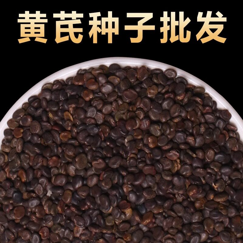 花色仙黄芪种子中药材