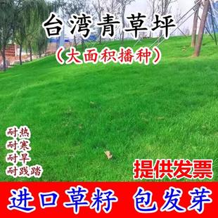 台湾2号草坪草籽细叶结缕草草皮种子矮生四季青草种台湾草籽庭院