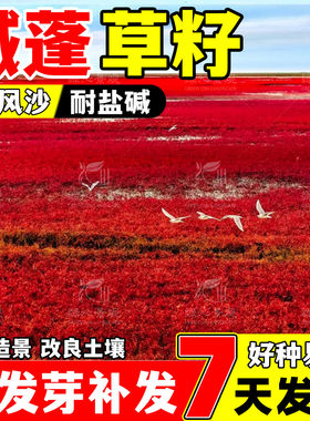 碱蓬草种子红色翅碱蓬卤蓬土壤沙荒地绿化耐盐碱治理土壤改良种籽