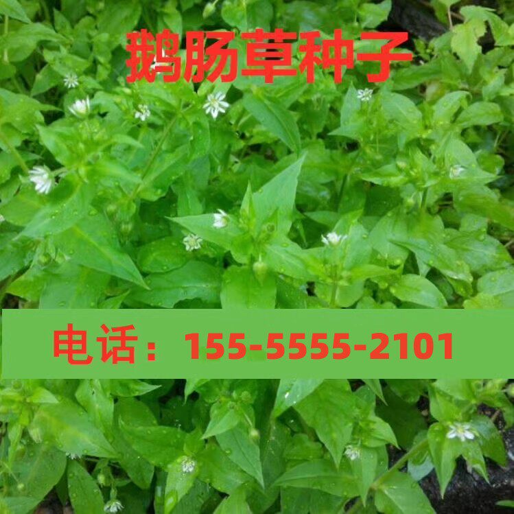 鹅肠草种子 名繁缕种子 药材种子