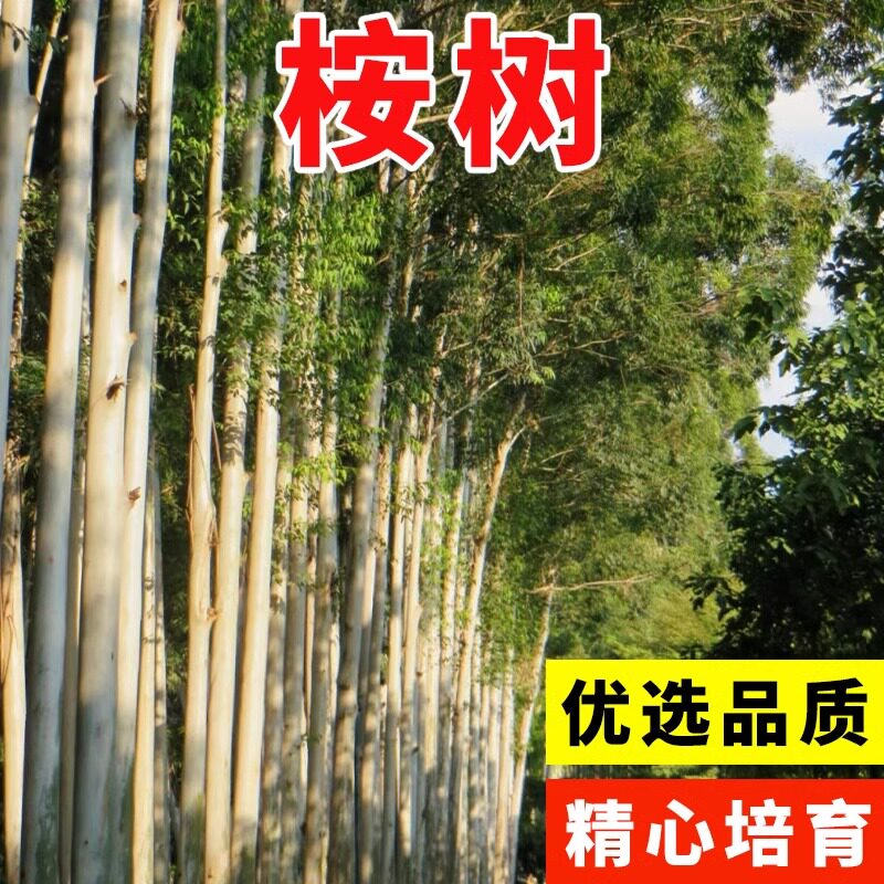 花色仙桉树种子9号割油行道树种