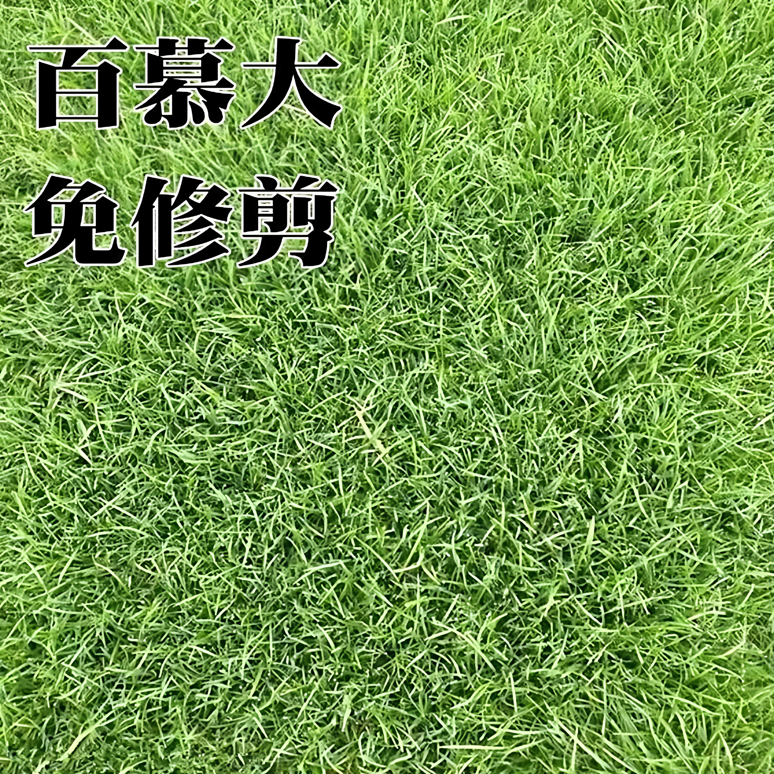 百慕大草籽矮生免修剪草坪种子别墅庭院绿化耐踩踏耐寒旱四季常青