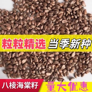 怀来八棱海棠种子嫁接苹果树专用海棠子山丁子籽产地直发保质保量