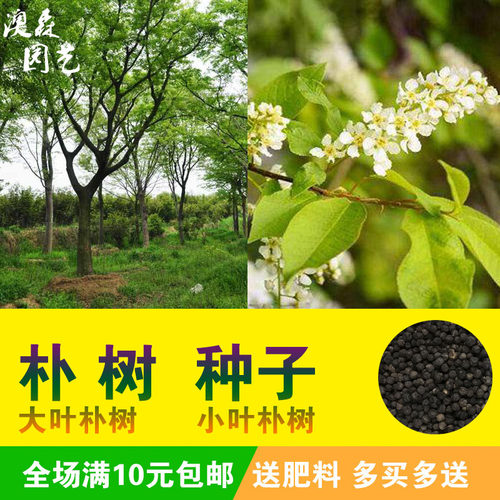 朴树种子大叶小籽黄果白麻