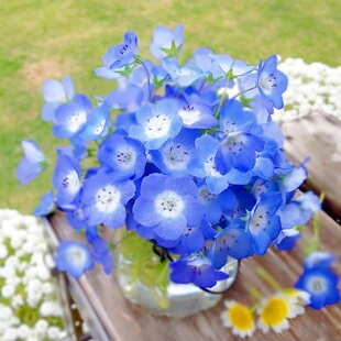 喜林草种子baby blue eyes粉蝶花籽蓝色阳台盆栽花境花海春秋播种