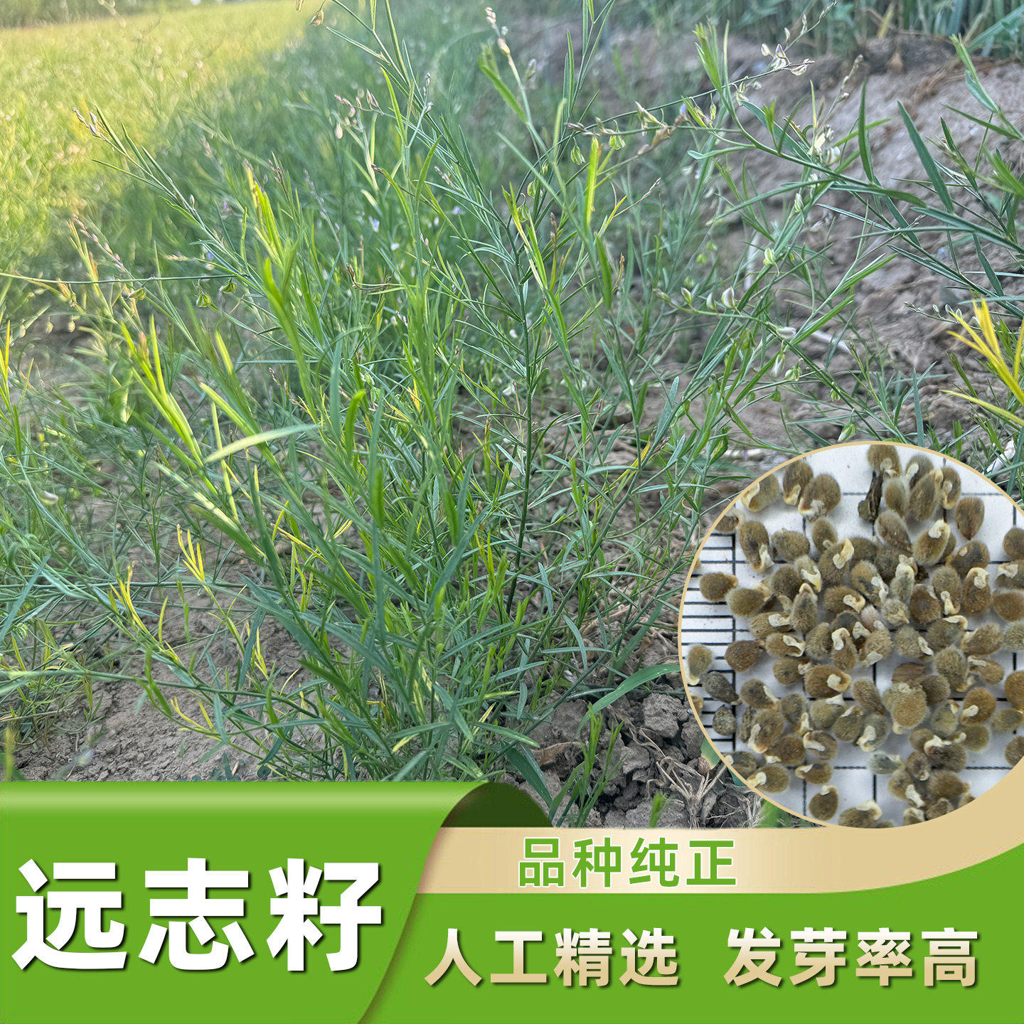 远志籽多年生药材种子中草药籽远志苗夏季种远志种子远志种籽子