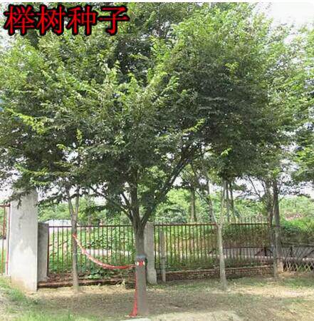 榉树种子 小果榉 青榉 白榉 血榉 大果榉种子红榉树种子包邮